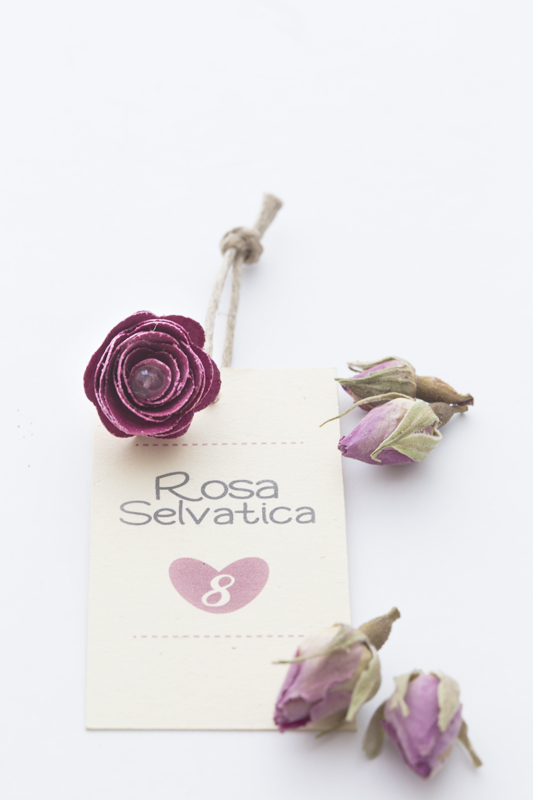 rosaselvatica-mignon copia